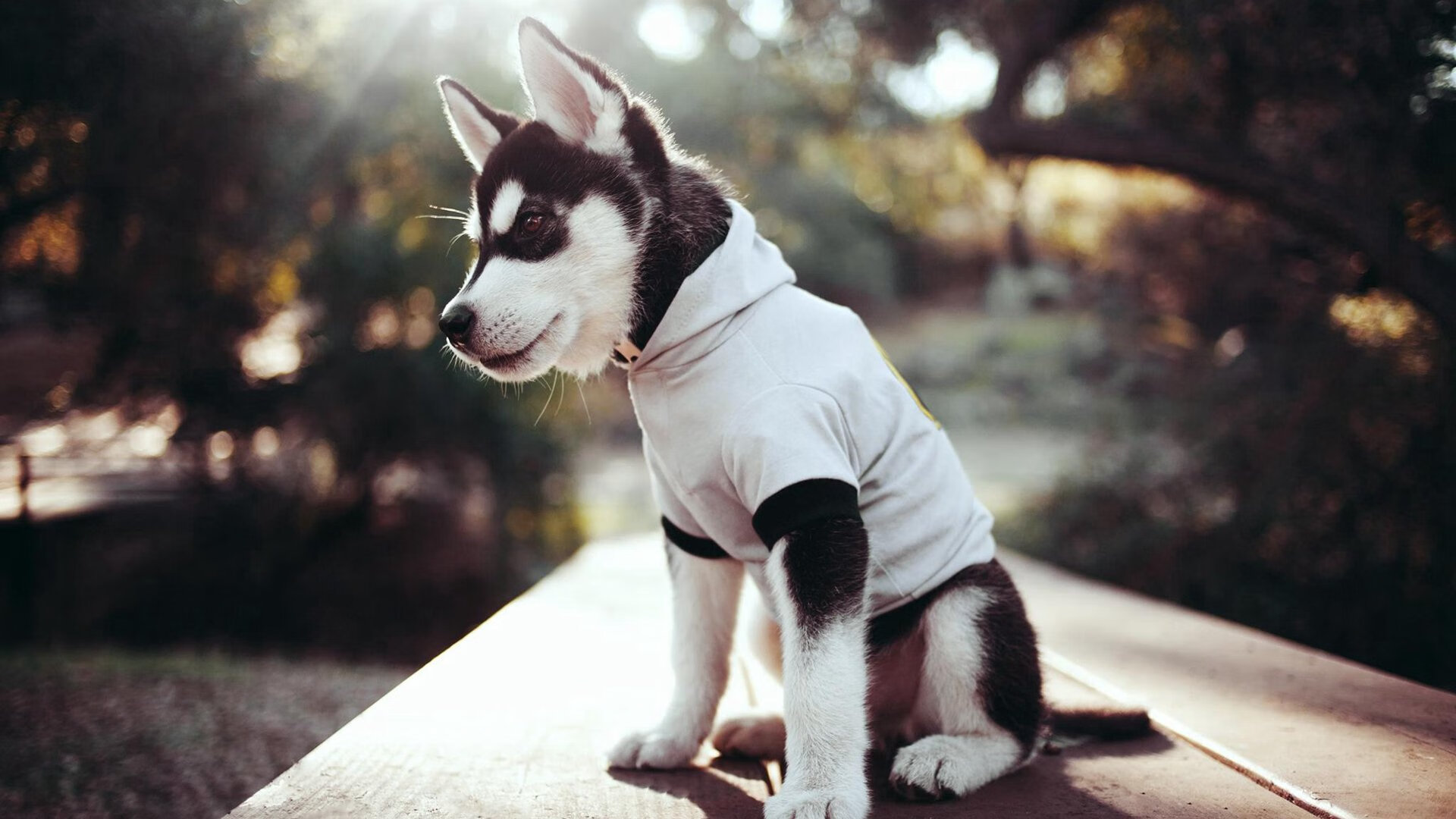 爱游戏下载-唯一性的胜利，波尔统治全场，德国队绝杀英格兰