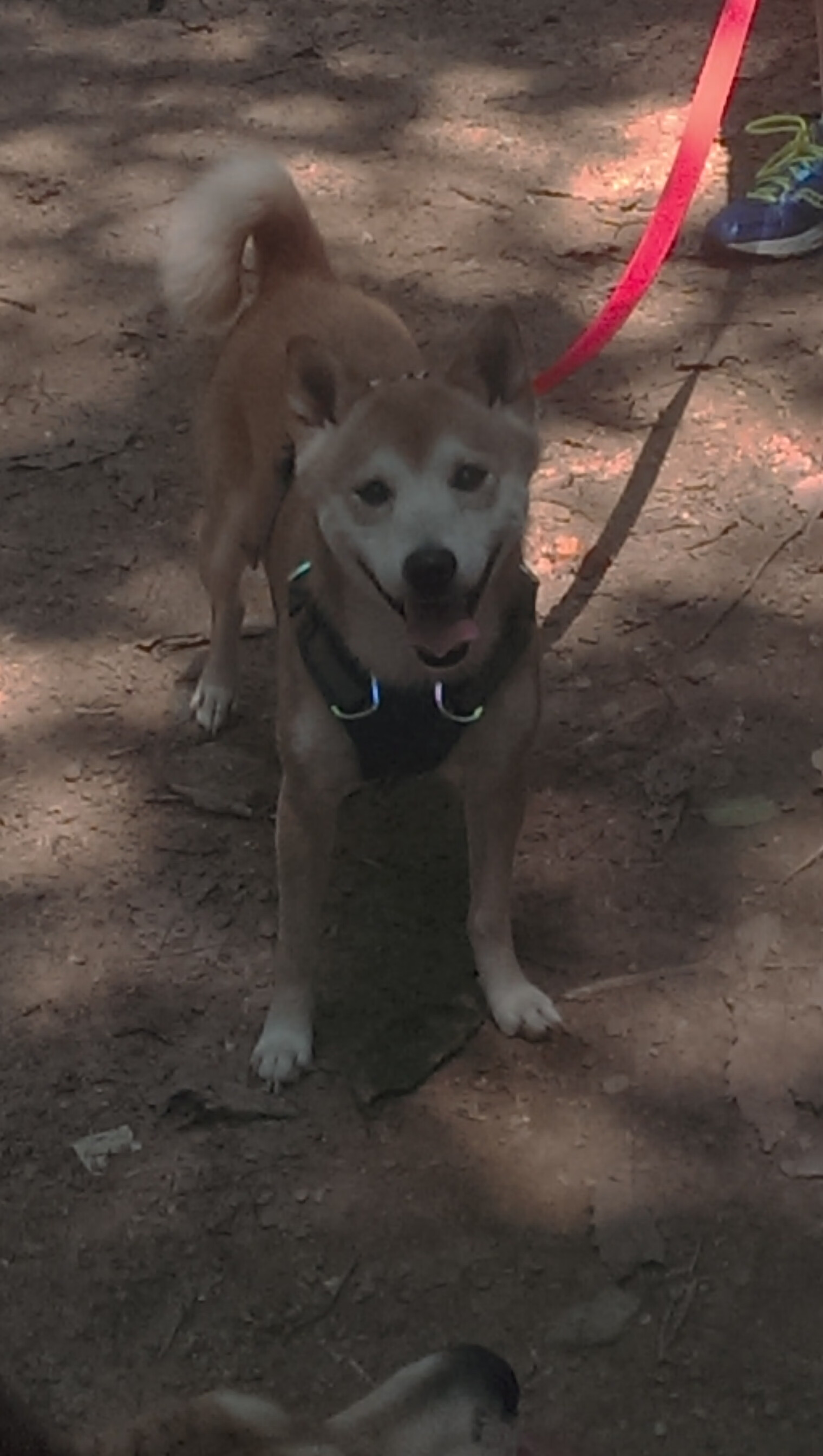 双线奇迹，瑞典军团绿茵横扫，梁靖崑球台孤胆制胜—同一天的两场征服