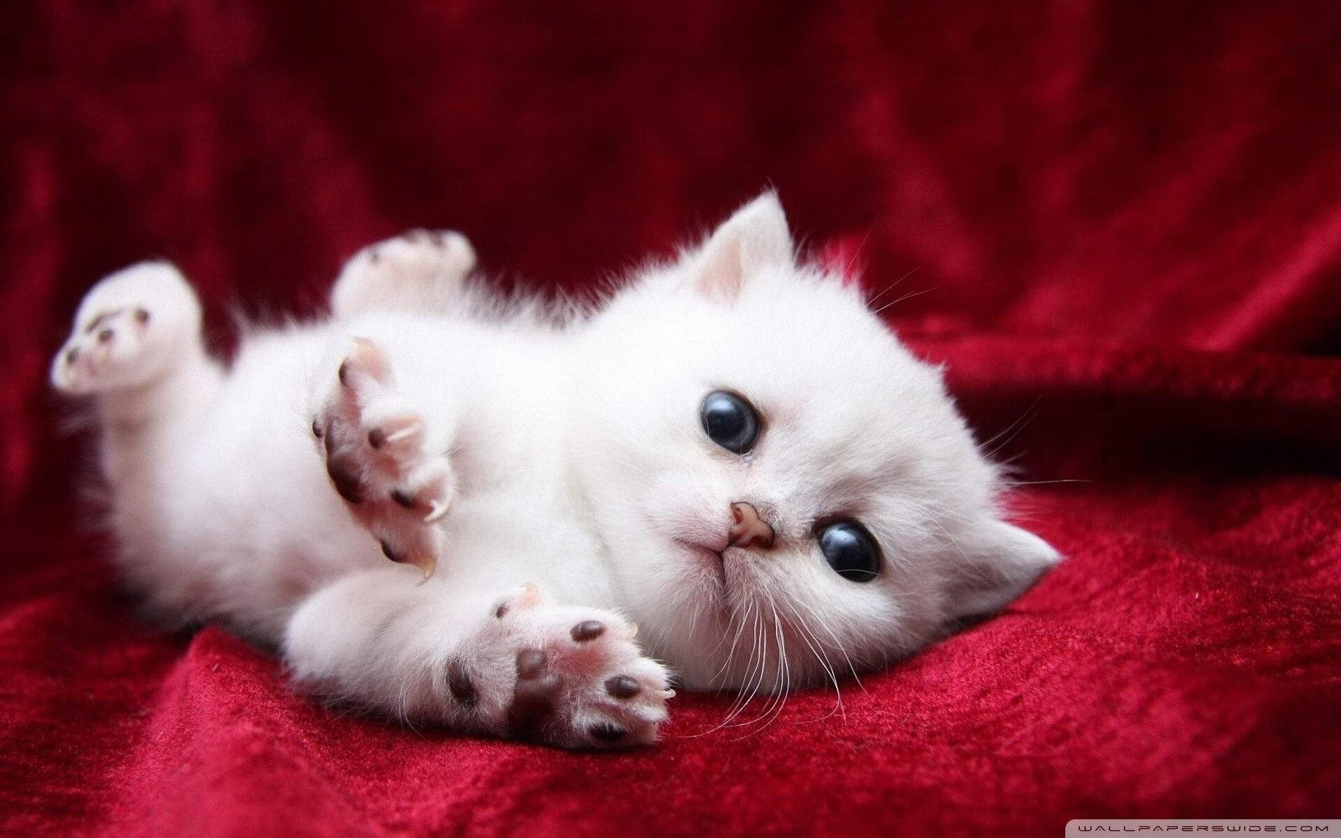 爱游戏tv-逆转时刻，温布利的狂欢与东京体育馆的锋芒