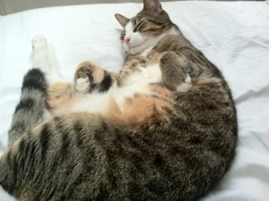 北非雄狮对阵加勒比风暴,当阿尔及利亚的精密齿轮咬合牙买加的闪电时,唯一的钥匙竟是孔德之火?