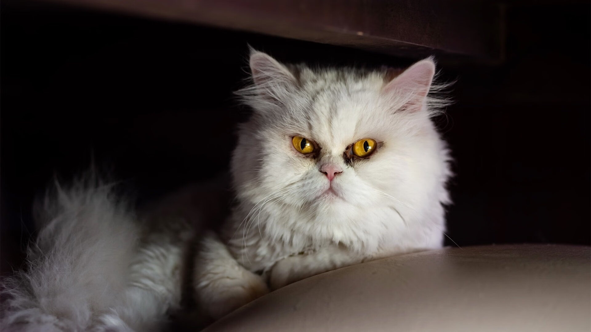 金字塔般的防守锁死波兰,皮克如尼罗河般带动全队节奏