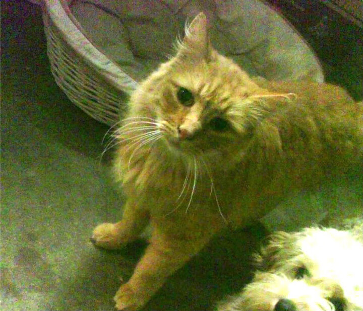 最冷血舞台,最高昂头颅,季后赛抢七之夜,拉文为何越大舞台越闪耀?