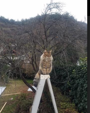 欧文单骑破辽军，骑士全方位压制展霸主气质