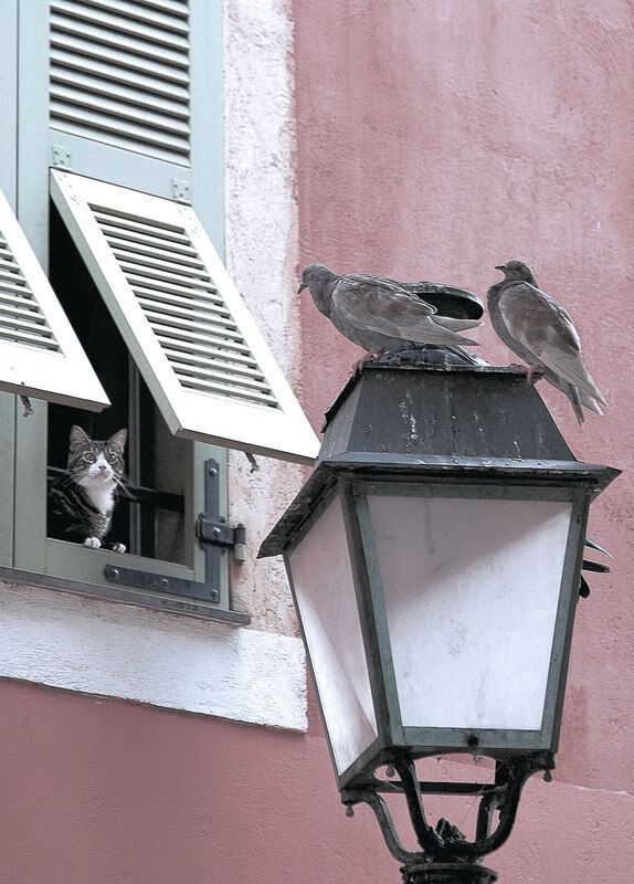 戈贝尔爆砍58分统治时空裂缝!浙江三分雨淹没雷霆,跨界大战颠覆认知