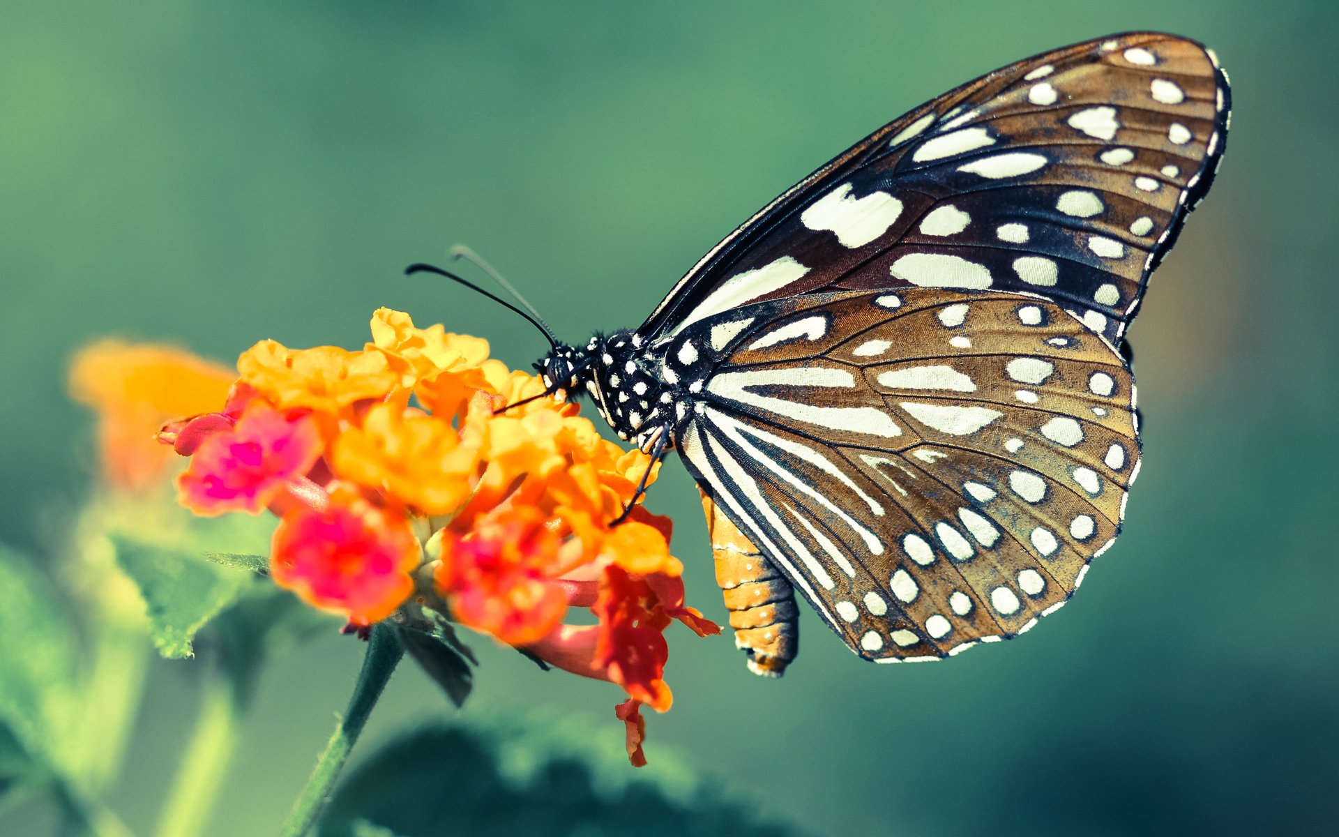 活塞破壁,当传统强队广厦倒下,英格拉姆加冕关键先生