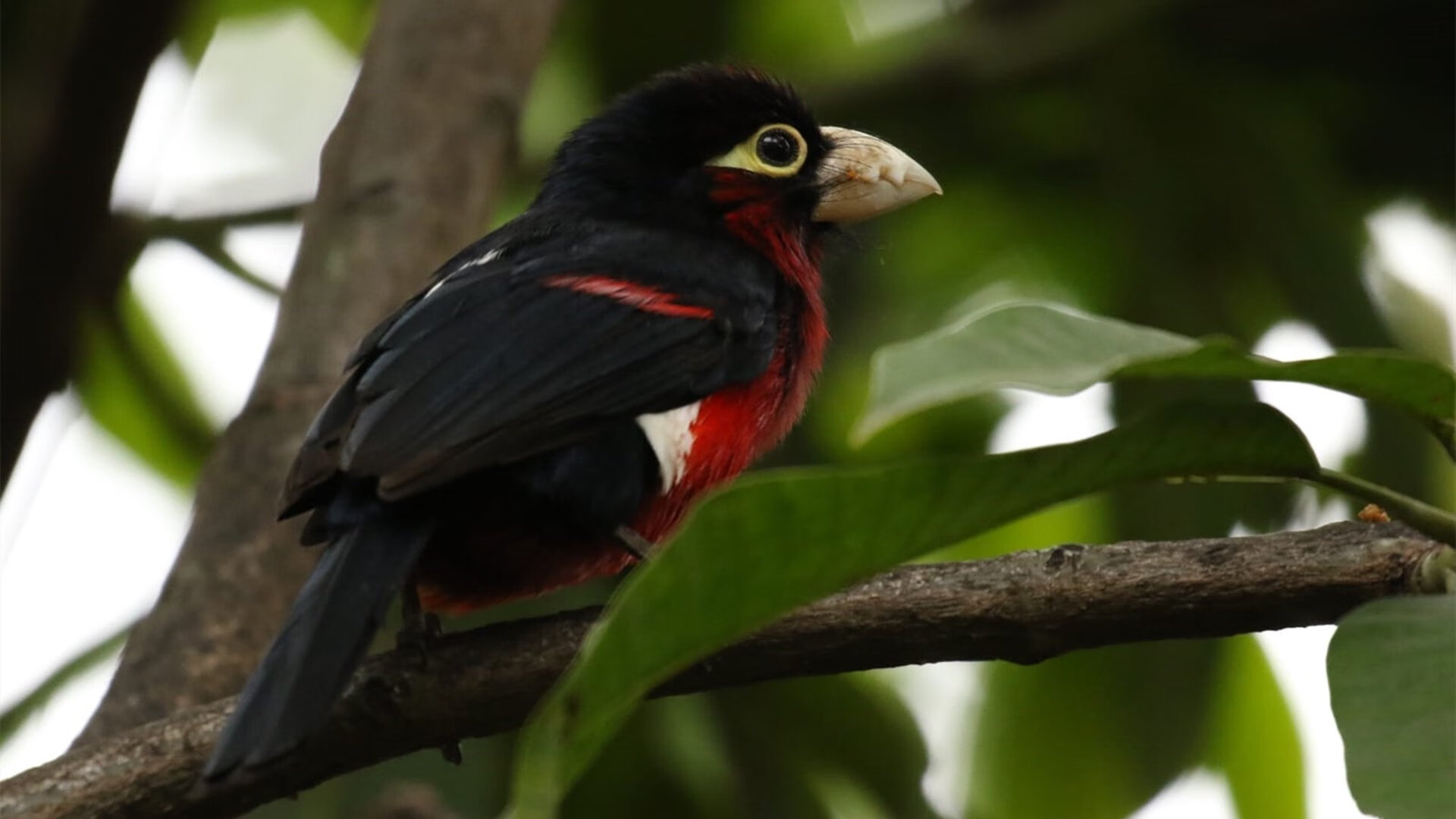世界排名争夺战之夜,伦纳德封神之时与一段等待被打破的静默