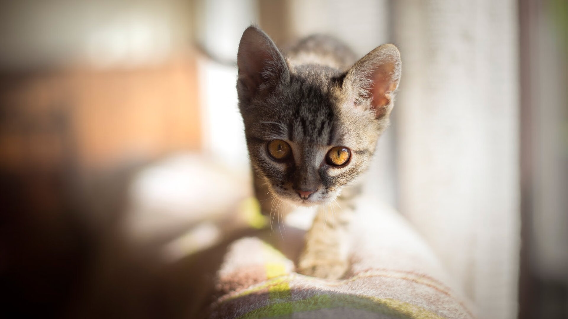 平行时空的焦点战,当意甲烽烟遇见猛龙掠海