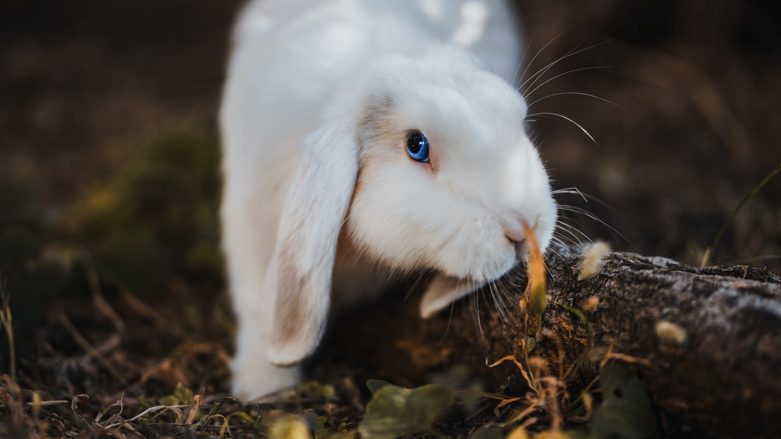 利物浦东方和局,一场被库尔图瓦裤住的争冠预演