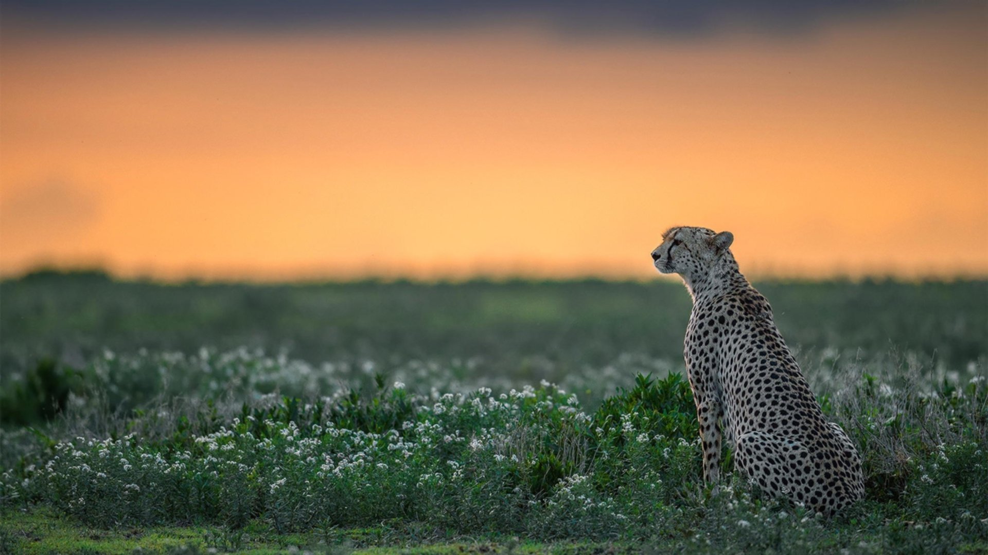 夜色硝烟，当焦点化为锋刃，巴尔韦德的永恒杀伤