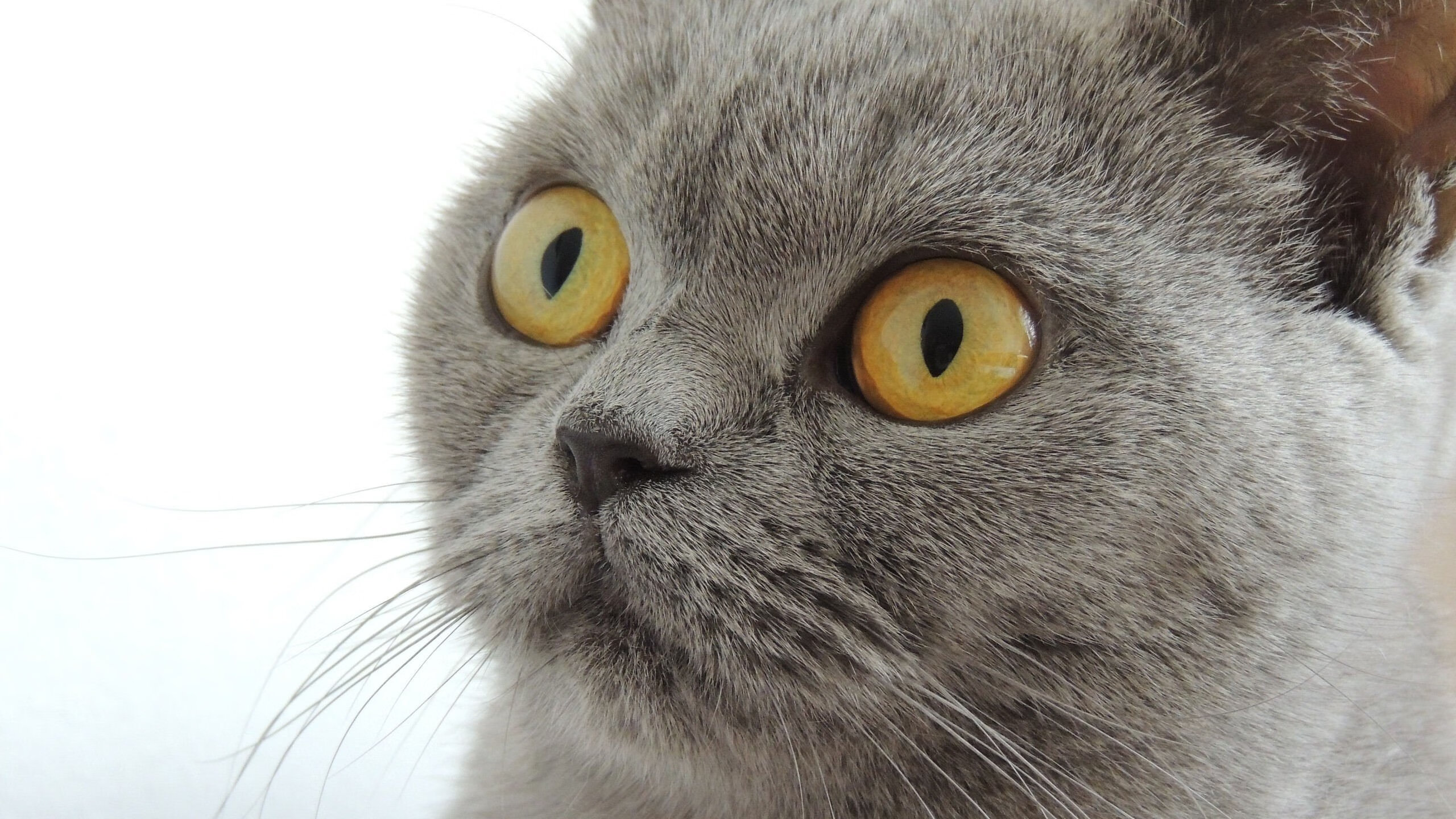 绿衫军觉醒！巴雷拉闪耀之夜助爱尔兰完胜拉齐奥