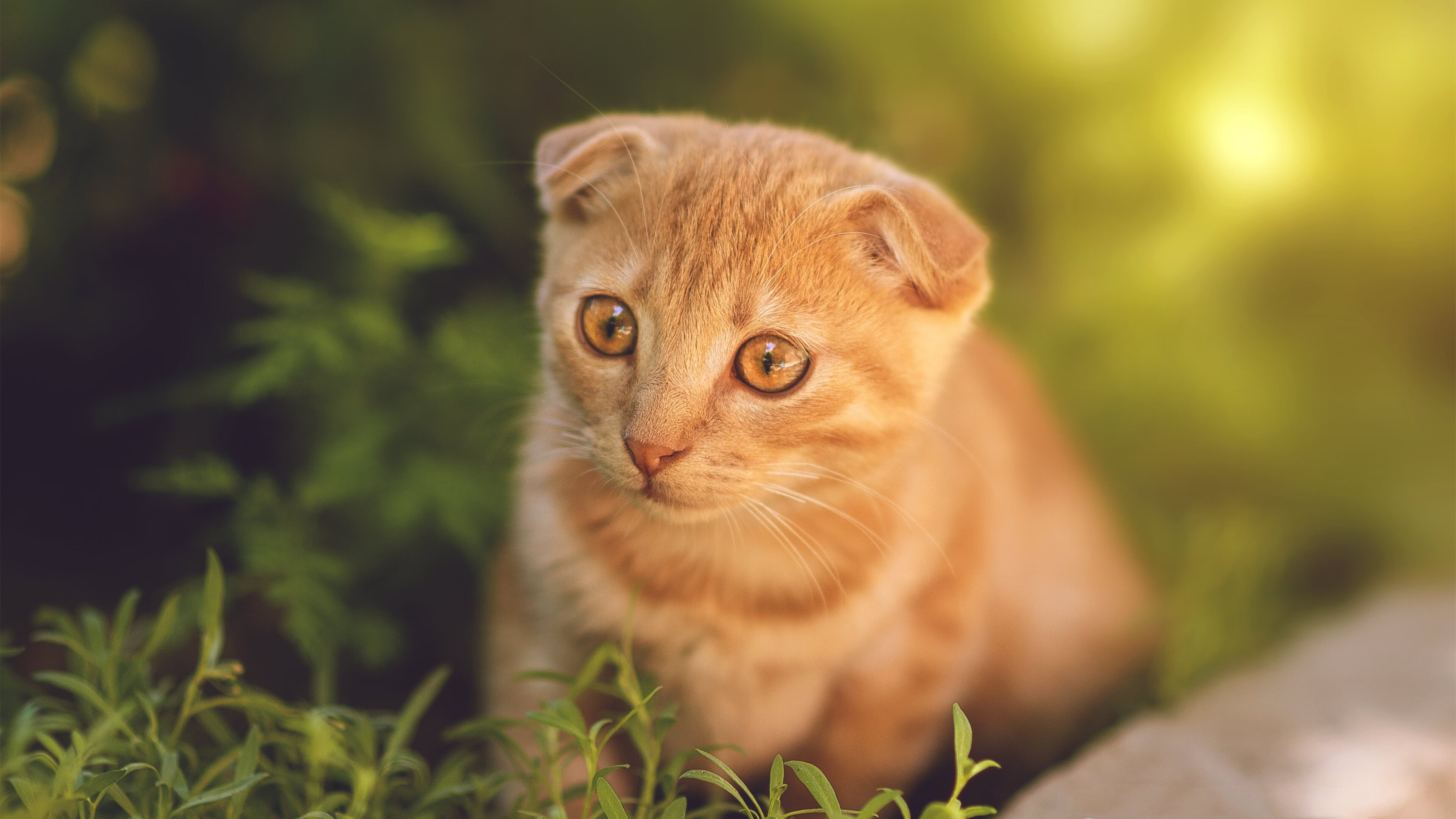 他见证红黑之海吞没红魔，厄德高，那个改写欧冠决赛剧本的北欧海盗