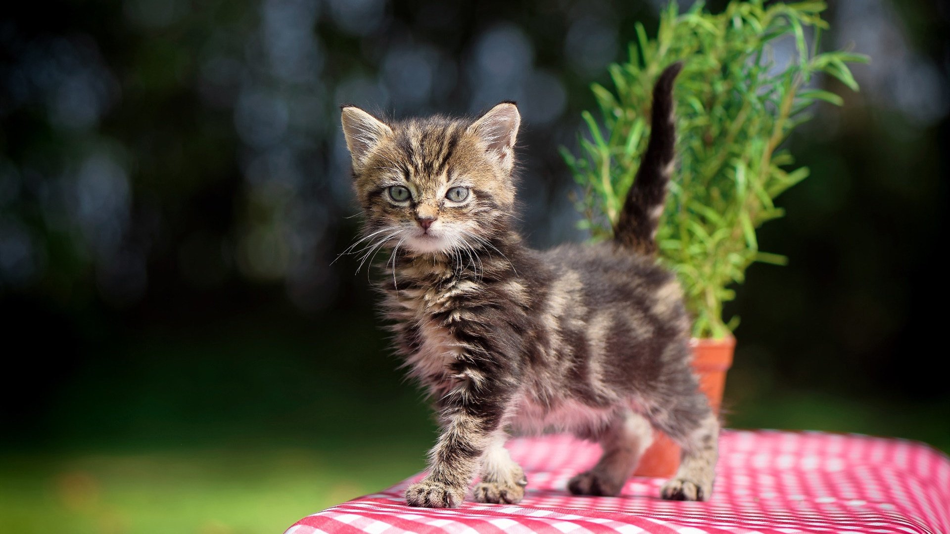 新骑士王诞生？广东队强压骑士，布克关键封神