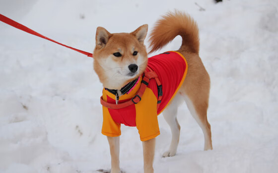 德甲争冠战之夜，卡塞米罗扛起勒沃库森的冠军梦