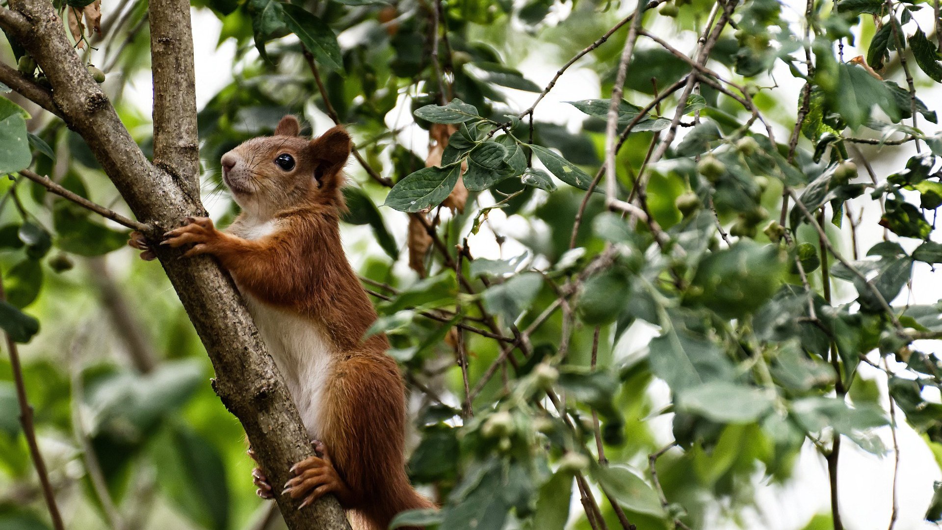 跨时空的冠军对话，当加克波的精神蔓延，波兰在平行宇宙击败葡萄牙
