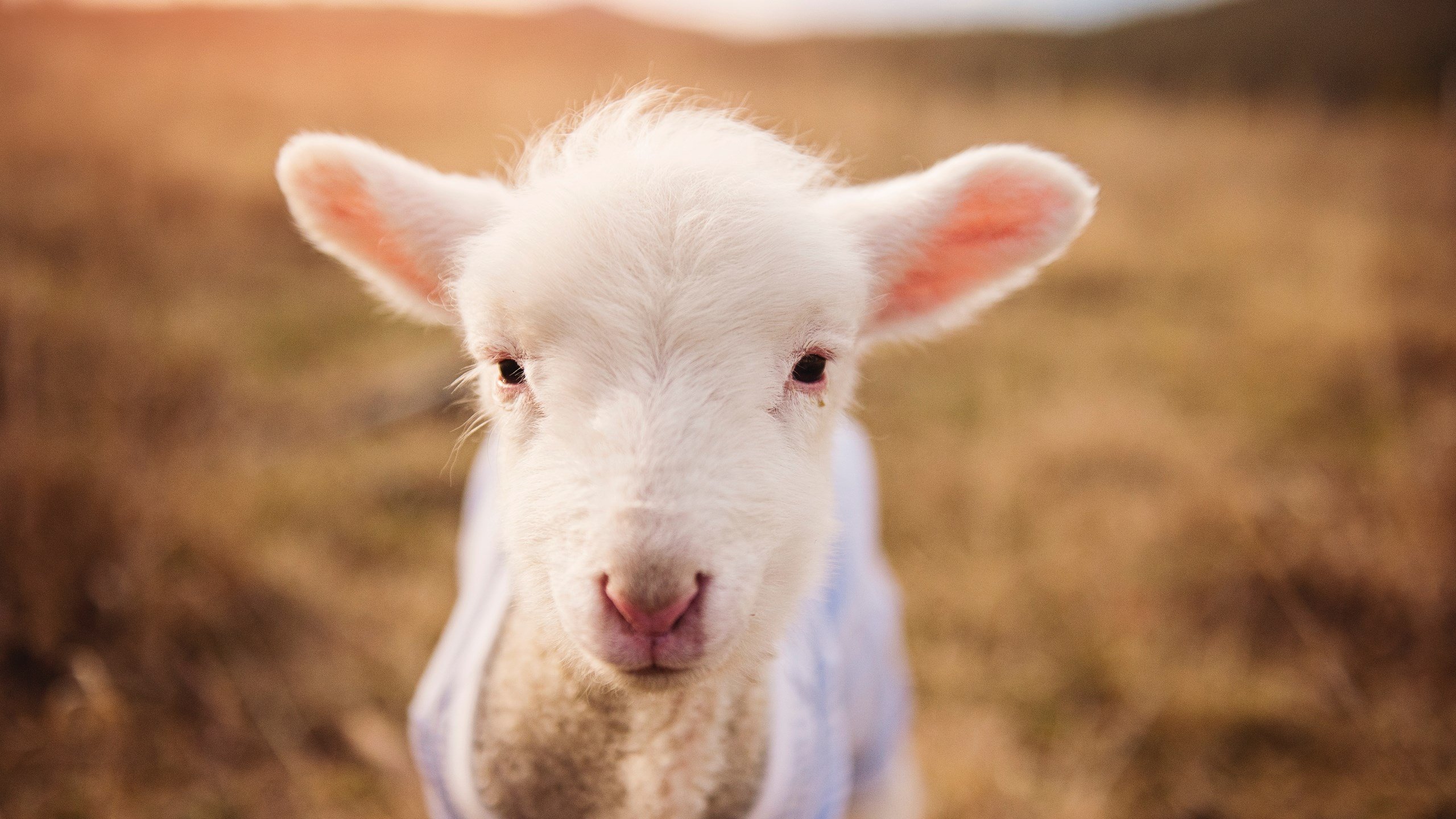 艺术与钢铁的对决，佛罗伦萨用控球窒息AC米兰，C罗一传一射定义关键先生