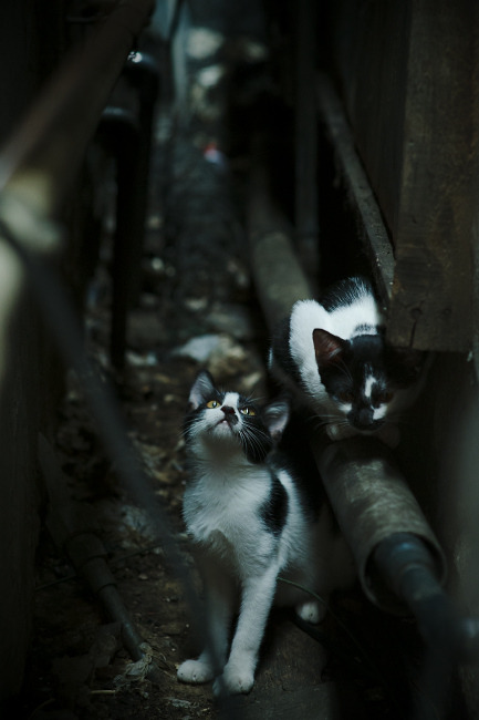 蜂刺终显，霍勒迪一役锁定主控之席