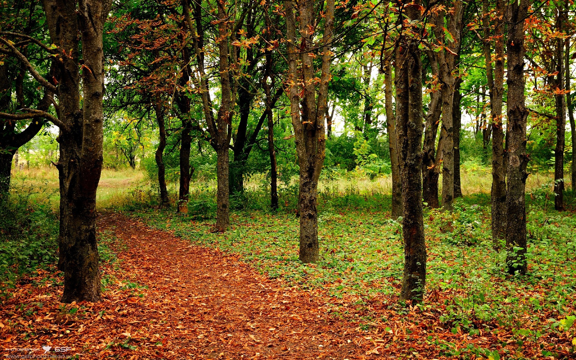 跨界风暴，篮球巨星杰伦格林如何一手掌控欧冠决赛之夜