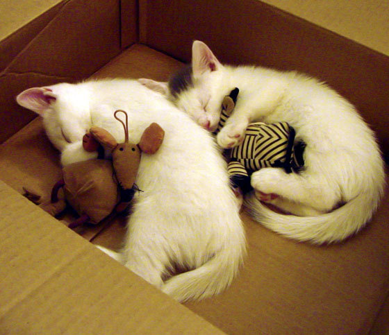 当山西队遇上深圳队，我们却在谈哈利伯顿，数据爆炸如何重构篮球认知？