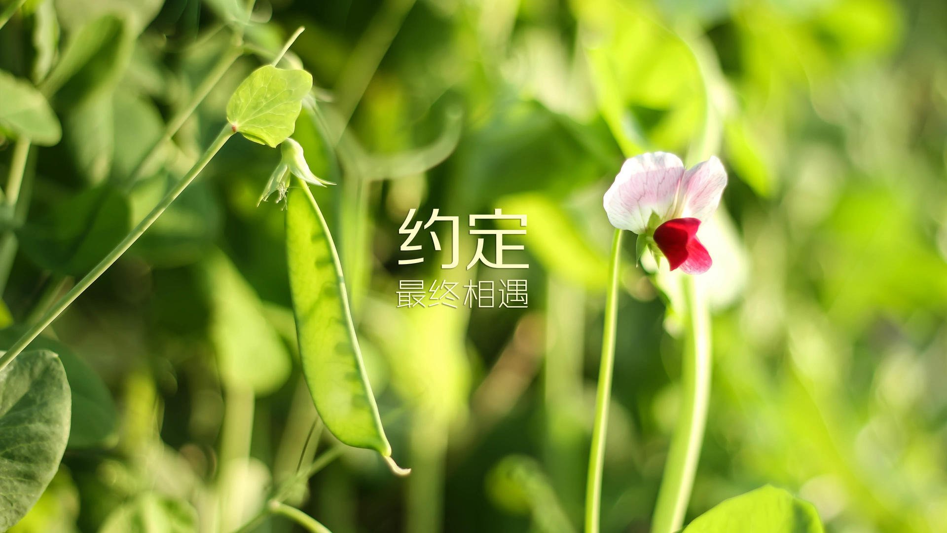 爱游戏体育-宿命的回响，当日本困住德国战车，托纳利成为那唯一的变奏